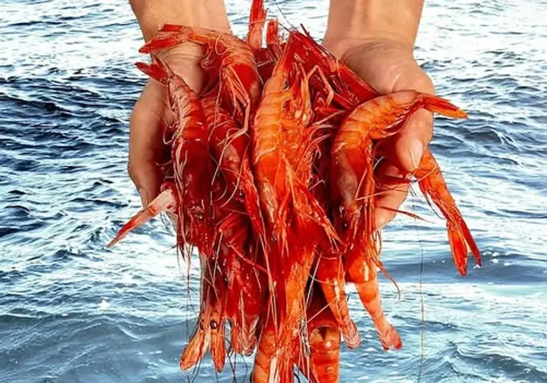 Gamba roja Garrucha puerto pesquero
