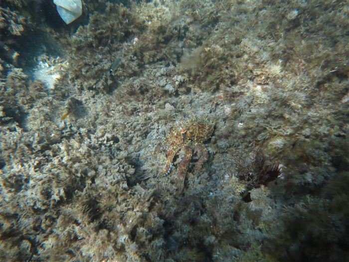 Excursión de snorkel guiado en el Parque Natural de Cabo de Gata