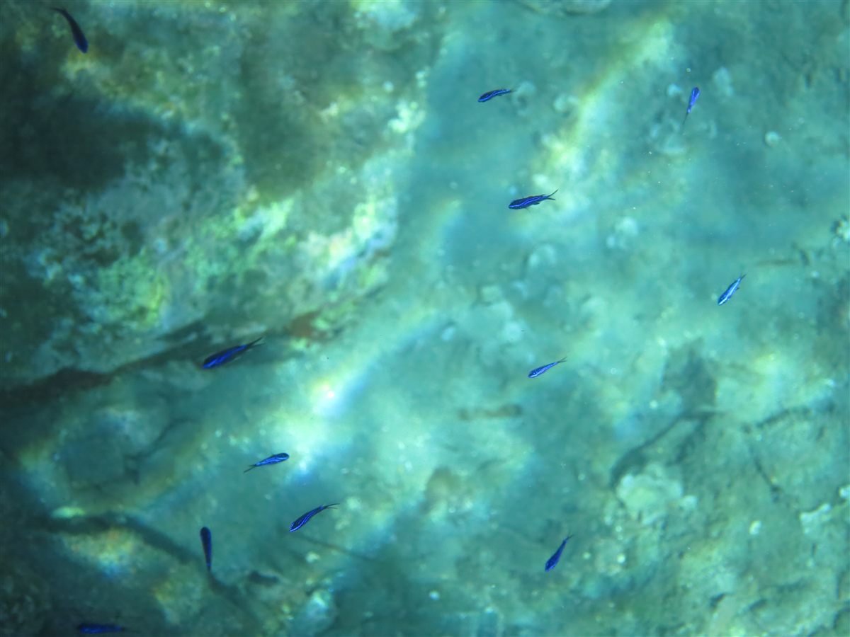 Snorkel en Cabo de Gata