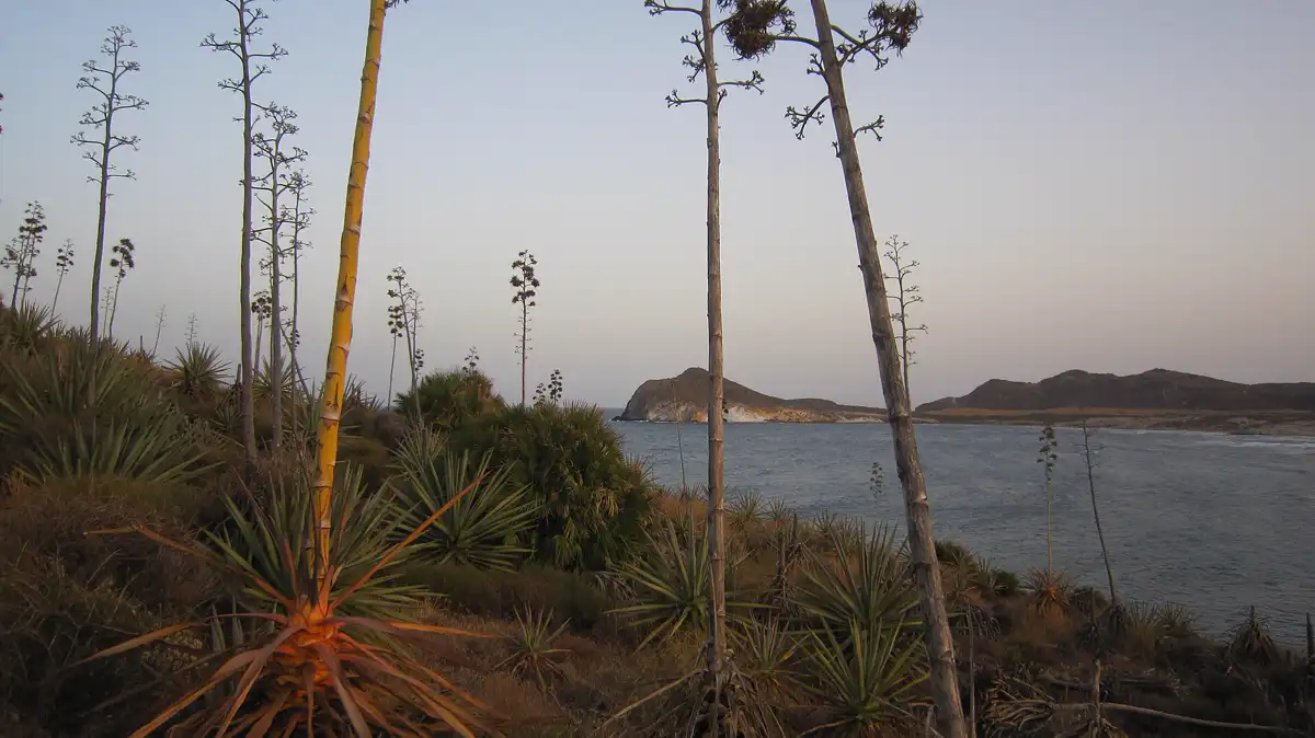 Atardecer en la playa de los Genoveses con pitas en primer plano