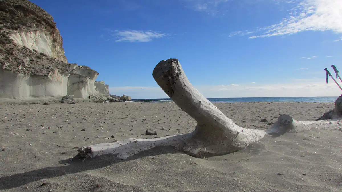 Tronco seco sobre la arena de la Cala de Enmedio