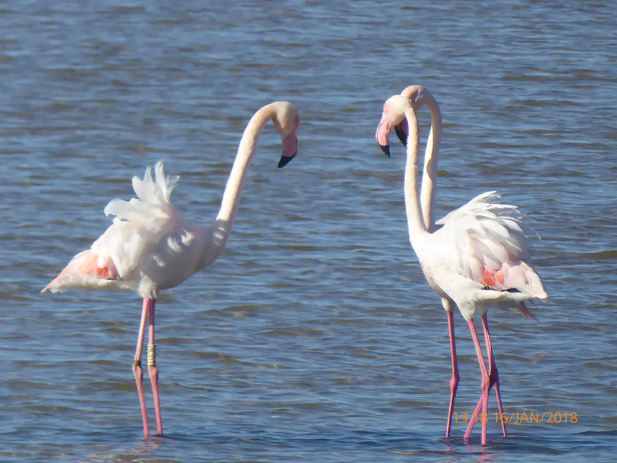 Flamencos en las salinas de Cabo de Gata