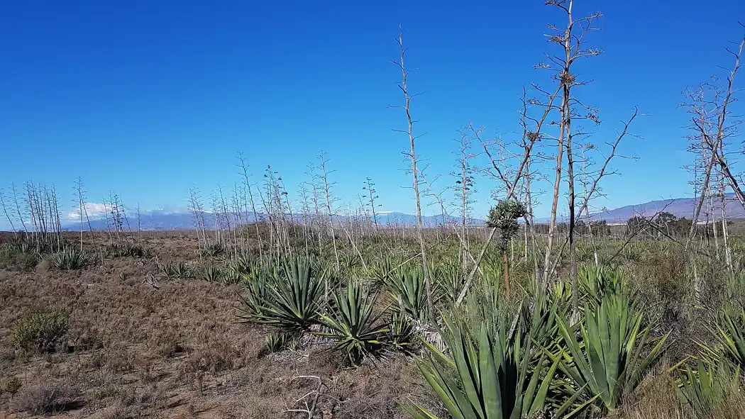 Pitas y matorral en el camino de San José a Los Genoveses