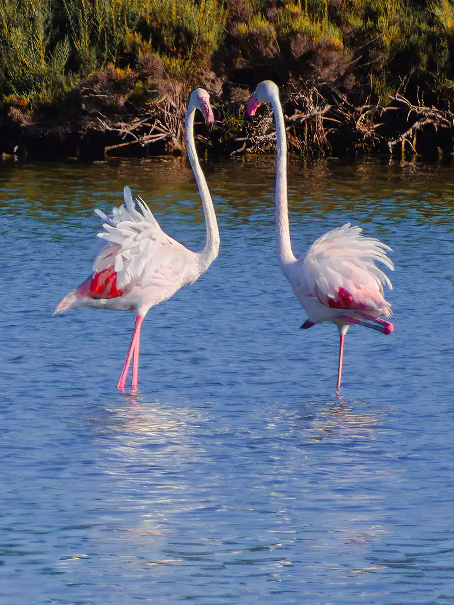 Flamencos en el Salar de los Canos, junto a Vera Playa