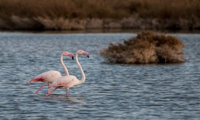Salar de los Canos flamencos Vera Almeria